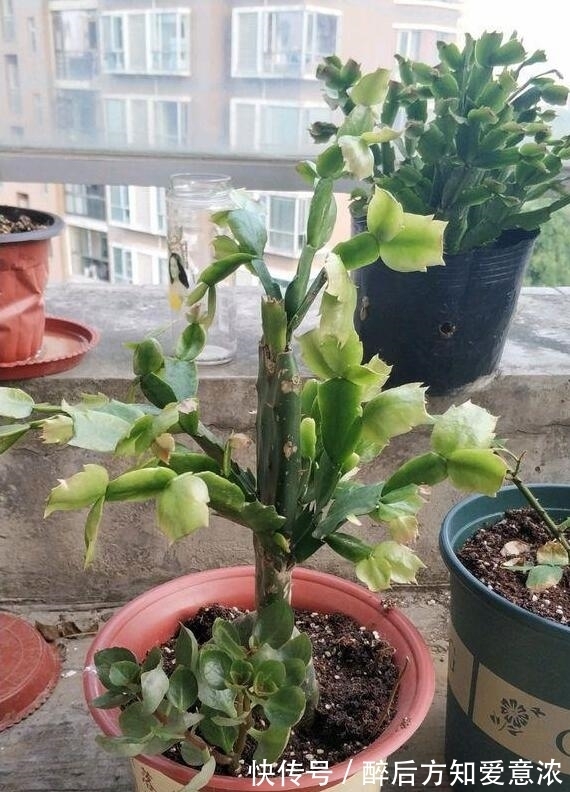 仙人掌|仙人掌如何嫁接蟹爪兰?教你3个嫁接小妙招,方法对了,开花多3倍