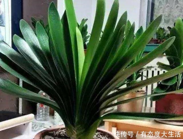 君子兰春季养护“四部曲”做到位,长势快,叶片肥厚株型美!