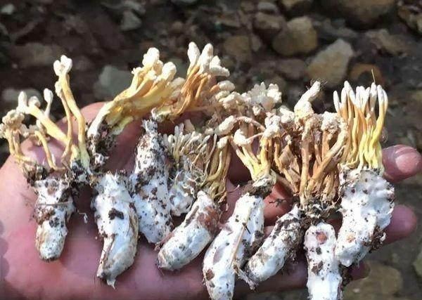 蝉花|大山里的五大“宝贝”,吃过4种算你厉害!最后一样你肯定没吃过