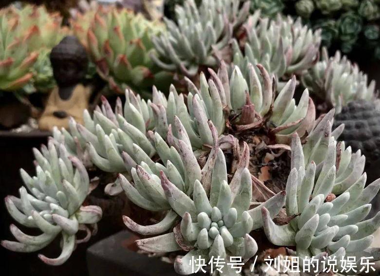 养仙女杯多肉爱杜丽丝,3个细节把控好,茎叶茂盛又美丽