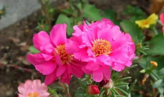 这几种花越养越上瘾，简直是爱花人的福音