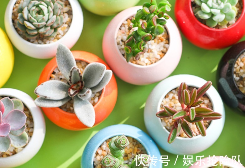 伤口|多肉长花箭该如何处理？除了剪掉，还要这么处理花箭和术后母株