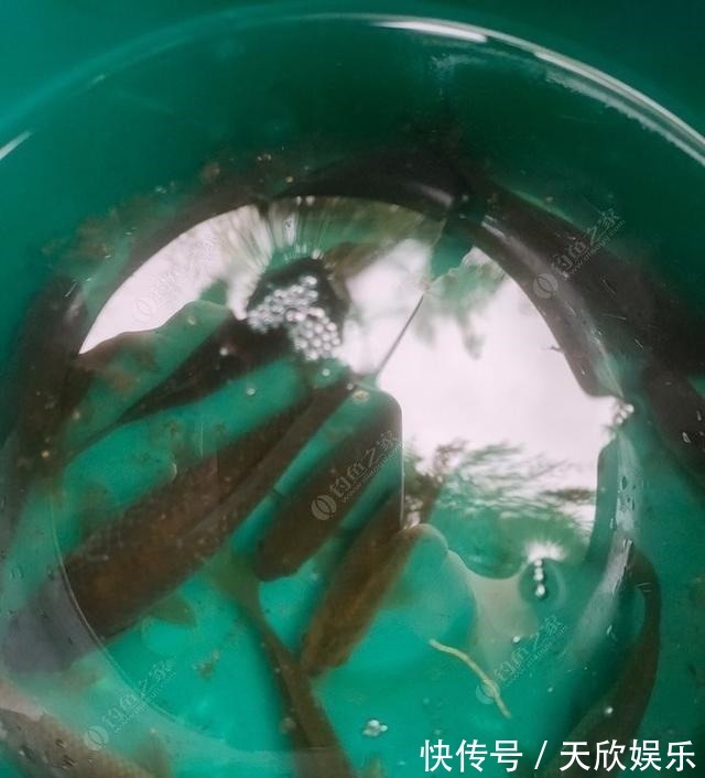 向高龄钓友请教的“摇三摇”钓法,毫无保留的分享给大家