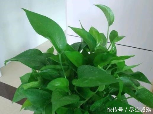 绿萝|家庭养绿萝,学会最“实用”的方法,叶片绿得滴油,疯长不停!