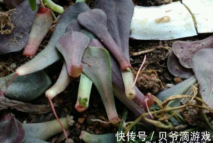 成功率|法师多肉可以叶插,只是成功率“感人”,成活之后还不能过早上盆
