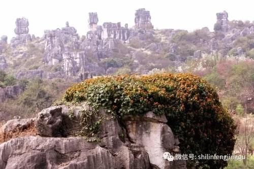 春光无限好，花艳景美岂能错过！