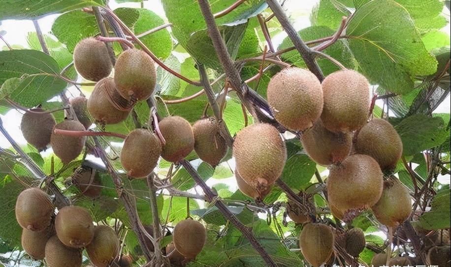 女性不想变老,可以常吃以下食物,清肠排便,