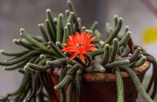 阳台养一盆此植物，不怕晒不怕旱，比仙人掌美，开出朵朵红花