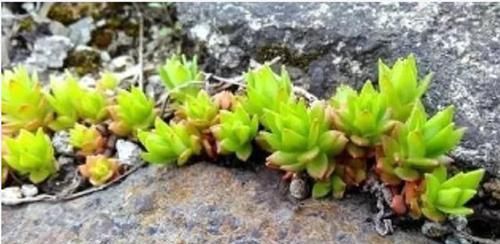  垂盆草|1种野草，农村河边常见，挖一点养盆里，比吊兰多肉好看！