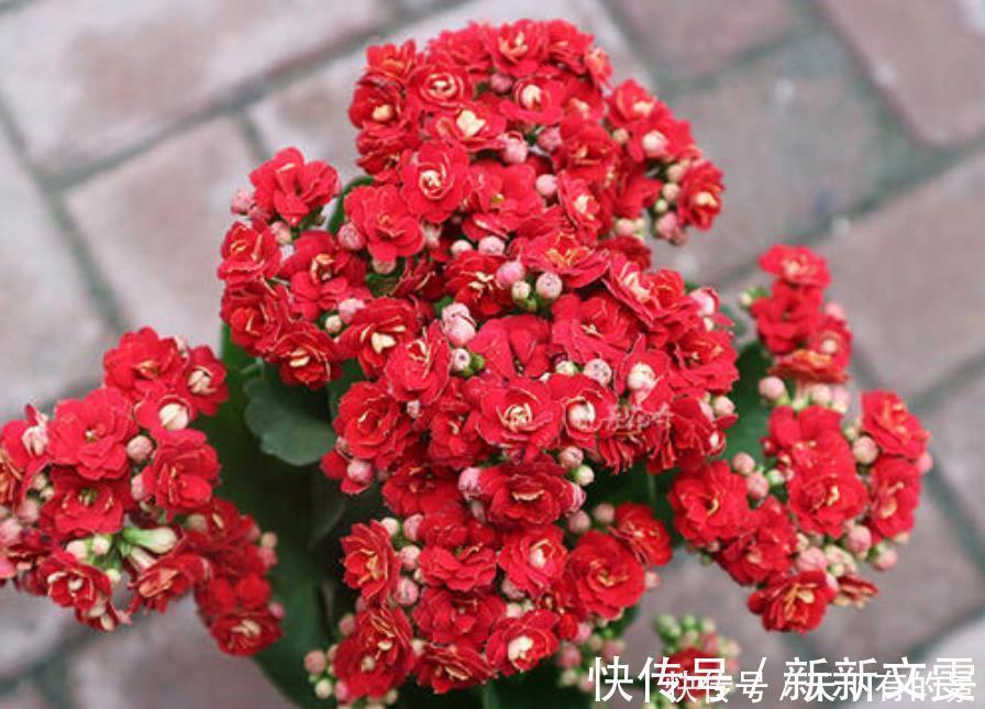 蟹爪兰|12月底买这5种花最合适，不仅能省钱，而且春节刚好开爆盆！