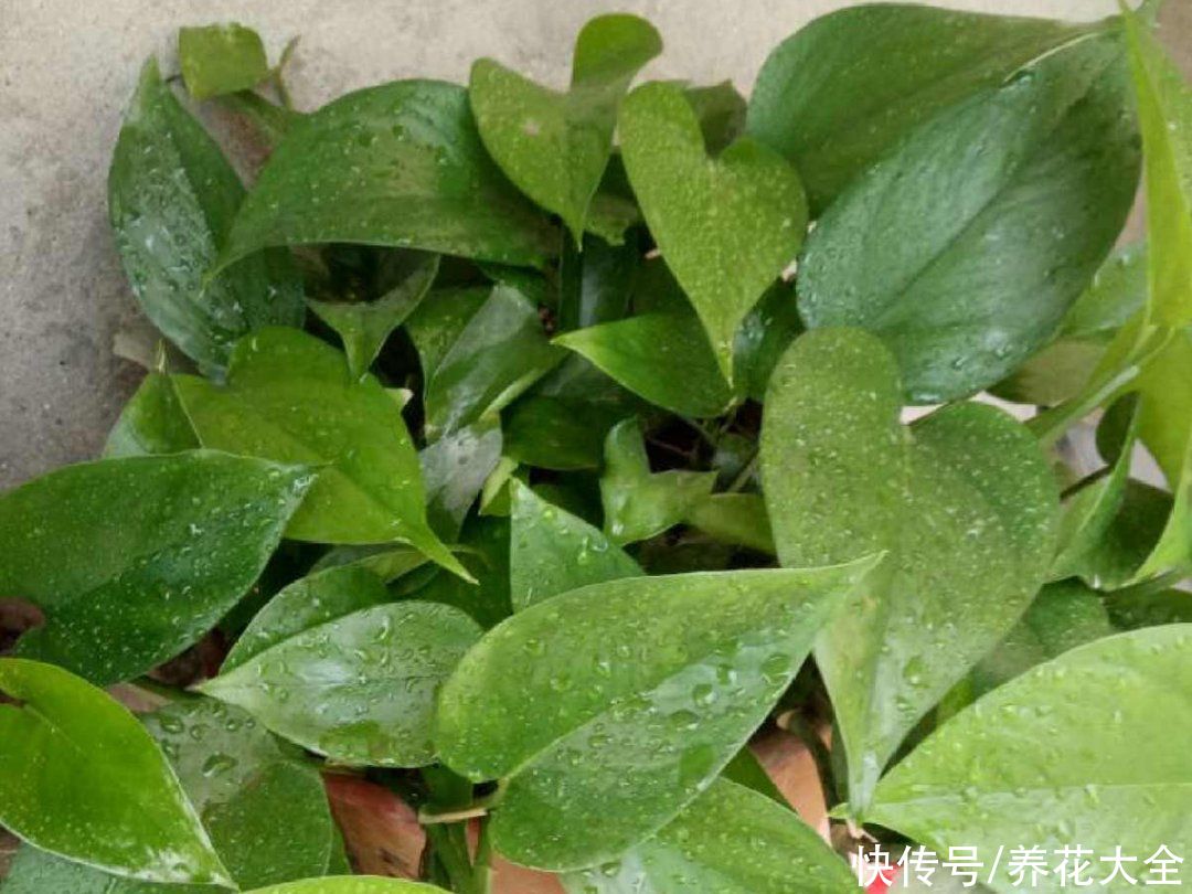 叶子|绿萝叶子“吐”水珠，恭喜你，养出了最佳状态