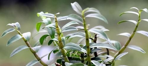 食物|聪明的人都爱吃3种食物，补充营养，提高免疫力，缓解血管硬化