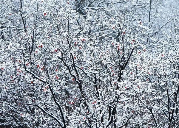 大河客户端|组图 ? 大雪纷飞，银装素裹，云台山宛若童话世界