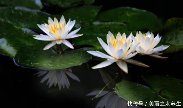 盆栽睡莲夏季怎么养好做好这几点,花大色艳!