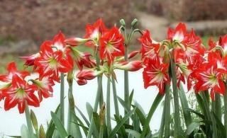 虫害|养花杀菌水,7天给花喝一勺,不黄叶、不长虫,新叶蹭蹭长