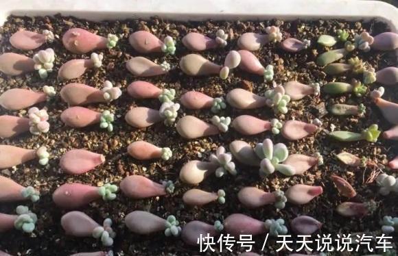 养花人,要学会“以花养花”,学着繁殖幼苗,幼苗也可以售卖