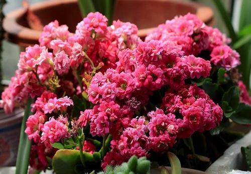 老花匠的养花技巧,开春做好3件事,长寿花长成“棒棒糖”!