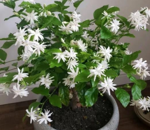 哪些因素会影响花芽的分化,致使植株迟迟不开花?