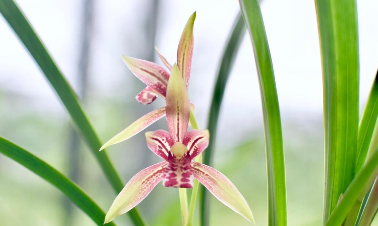 兰花上盆前有“三洗”,老手熟门熟路,新手听着有点懵