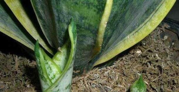 根系|公园里面逛一逛，3种“垃圾”捡回家，花盆里扔一些，啥花都喜欢