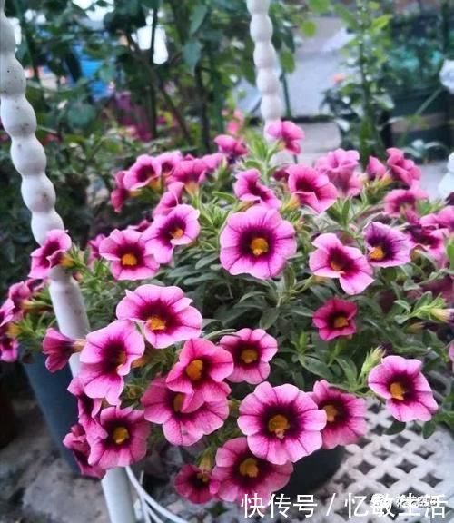 浇水|为什么明明浇水不多,花却还烂根,很多花友都容易忽略这一点!