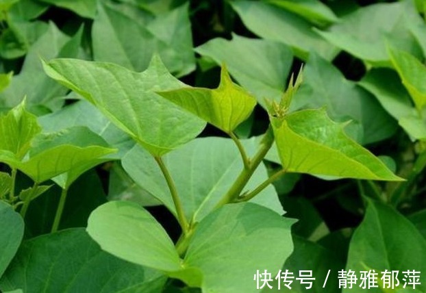 健脾|农村以下几种野菜,美容养颜、健脾除湿,还能提高免疫力