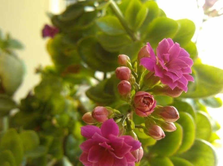 长寿花2次开花,这个“方法”大家掌握了吗养护得当,会开爆盆