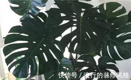 茉莉花|家里养殖的花卉在度夏时,最怕的不是温度高,而是怕乱浇水