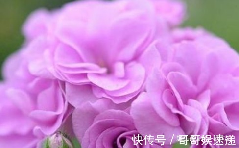这3种绿植，放心大胆的浇水，浇的越多长的越旺，怎么折腾都不怕