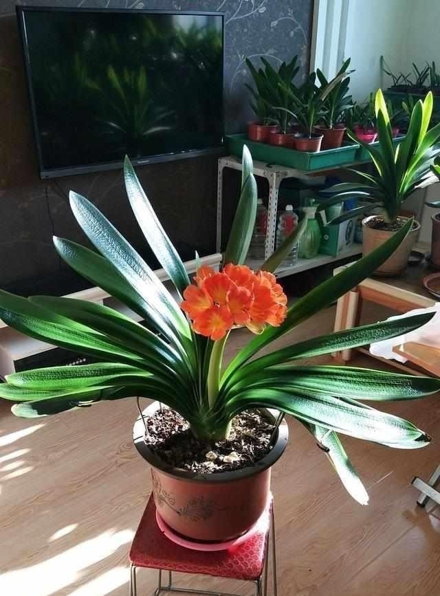 君子兰|养护君子兰有小技巧,您得给它照一照,全年可开花,不踩雷