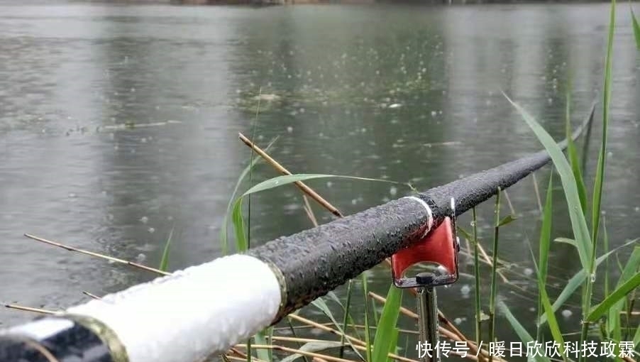 鲫鱼|早就听说这鲤鱼钓法百试不爽,用过才后悔知道晚了!