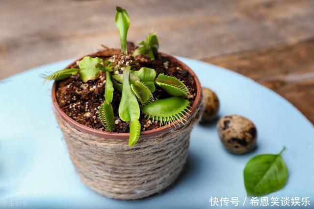 花草|“难养”花草名单已公布，是有些花友的最爱，劝你早放弃