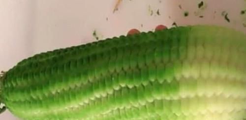 刻成|中国厨师秀刀功,将萝卜刻成玉米,米其林大厨:甘拜下风