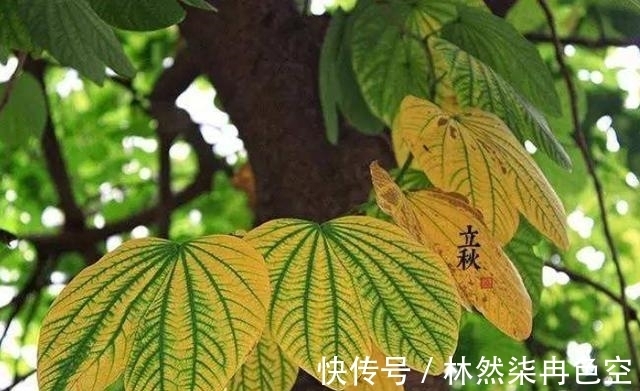 庄稼|“早立秋凉飕飕、晚立秋热死牛”,明天立秋,今夏还要热多久?