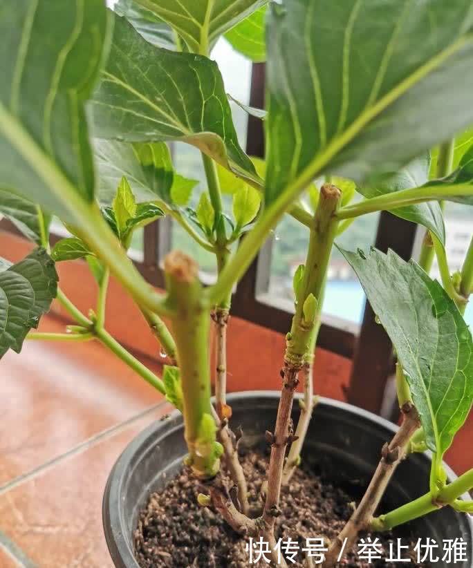 养好绣球花,有“2招”,枝子多花苞多开成花球