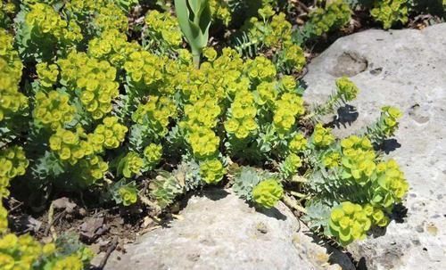 植物|极其少见的几种多年生开花植物,都是比较罕见的花卉