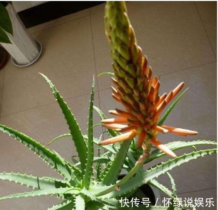 见过 芦荟 开花吗想要开出漂亮的花 掌握3点就够了 快资讯