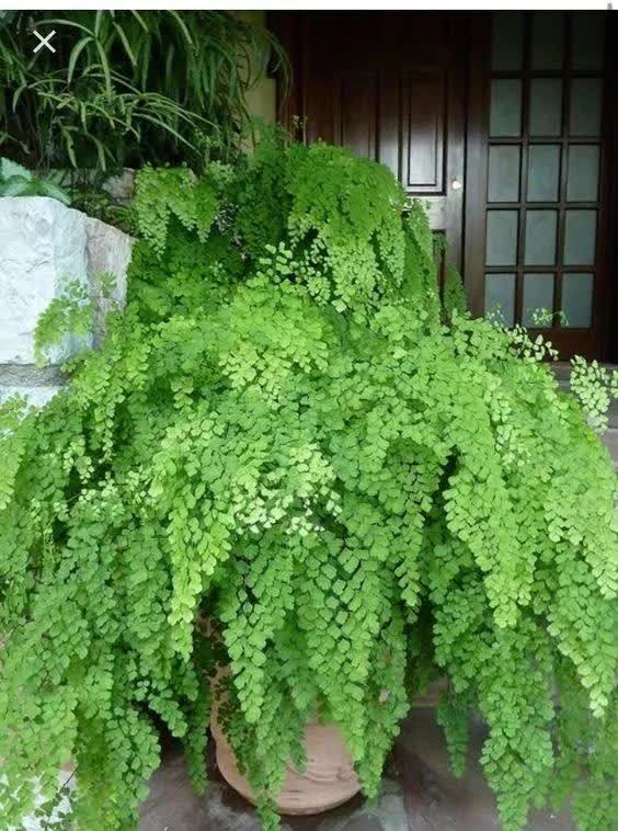  春季室内植物推荐（内含种植窍门）