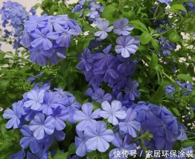 此款花卉,好养易爆盆,养在家里繁花似锦,旺运一整年