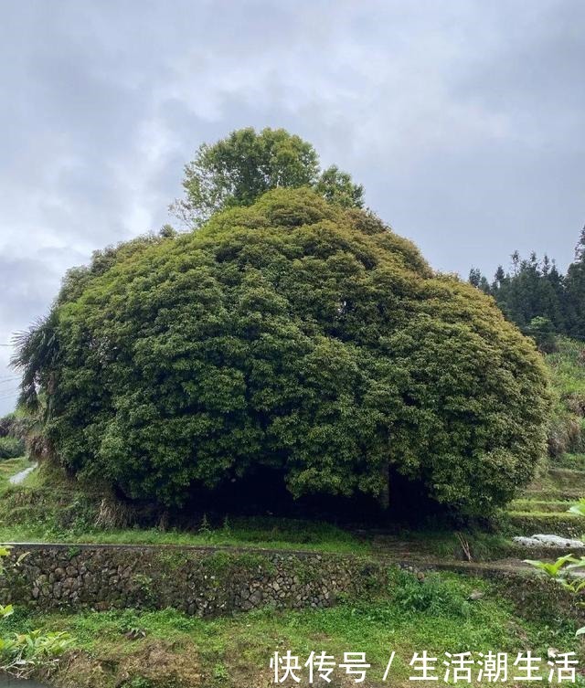 50年的桂花树,卖了5万块钱,大家觉得值吗!