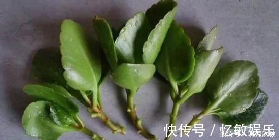 枝条|养花爱好者看过来这15种花现在“扦插”,生根快,一个周就长芽