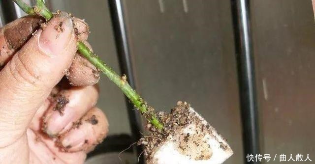 扦插月季不生根用它捂一捂,过几天“冒白根”,变成月季大户!