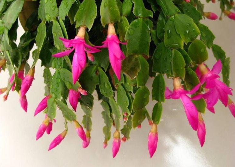 养护蟹爪兰，浇水时加点“它”，长势旺，叶片绿，花芽萌发快