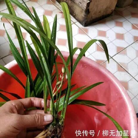 斑点|春天买兰花,学会“看3处”,服盆快、新芽多,当年就开花