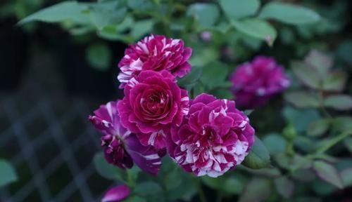 邻居|张大爷的院子里只养1种花,一年观花200天,邻居看了都羡慕