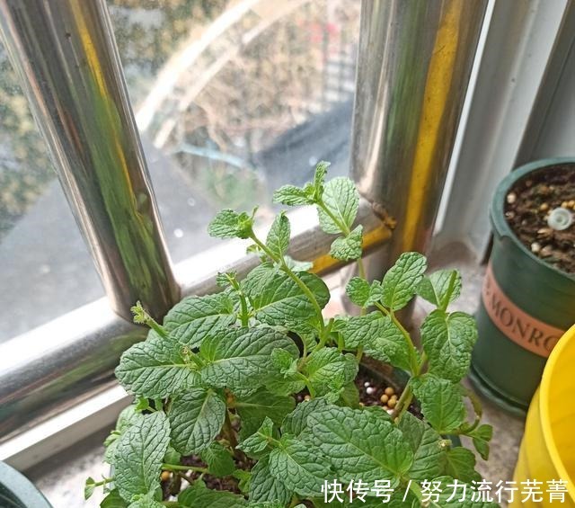 浇水|5种花就是“大水桶”,一天不浇水也不行,叶子很快就会干!