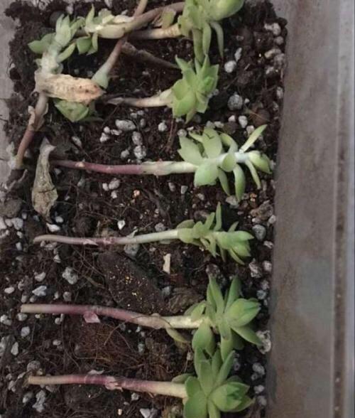 秋天养“观音莲”，别忘摘点芽繁殖，一棵变10棵，来年又长一大圈