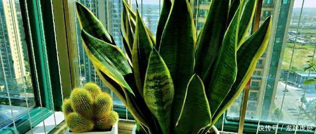 虎皮|人家的虎皮兰,叶子长得又直、又挺,原来是这么养的