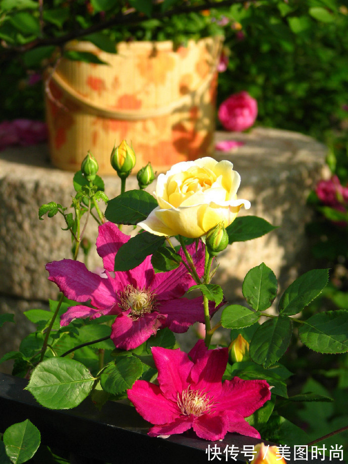 阳台上|为建花园,不顾反对买了一楼带院子,3年的亲手布置朋友都羡慕了