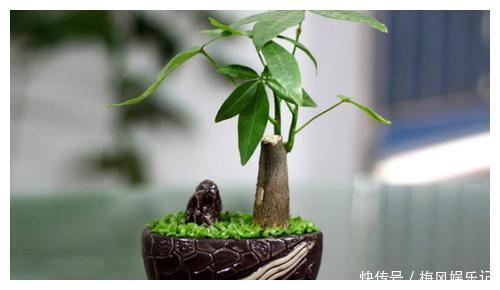 花草君|记住这四句话,让你家的花草树迅速爆盆又招财